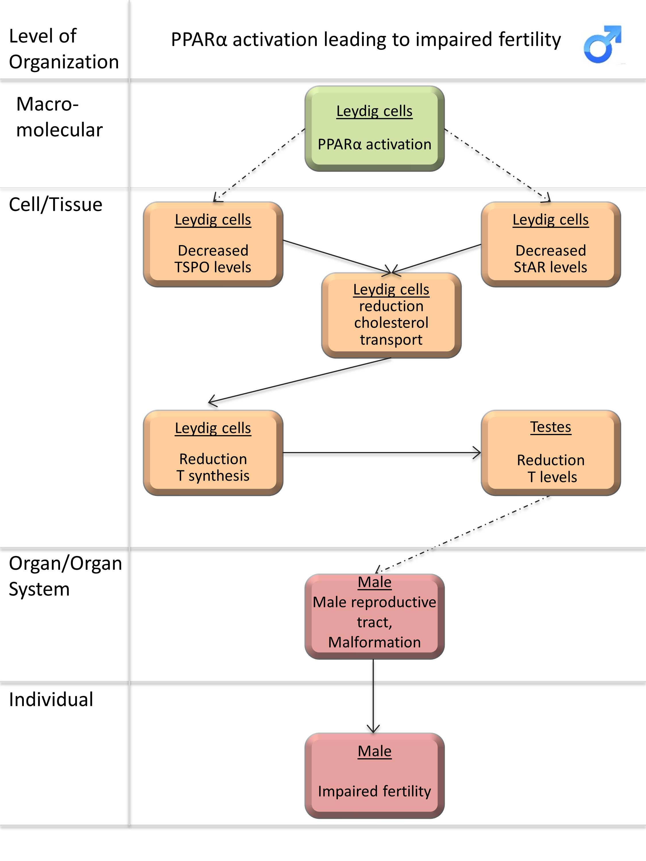 Development of Adverse Outcome Pathway for PPARγ Antagonism Leading to  Pulmonary Fibrosis and Chemical Selection for Its Validation: ToxCast  Database and a Deep Learning Artificial Neural Network Model-Based Approach